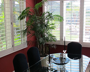Bamboo Palm