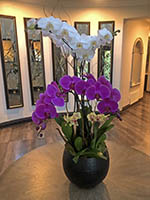 Orchid on glass table