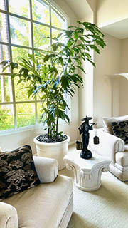Fishtail Palm