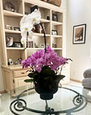 Orchid on glass table