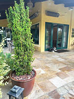 Patio Tree