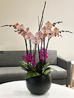 Orchid on glass table