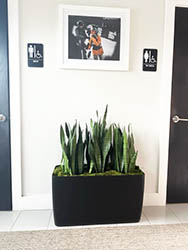 Snake Plant