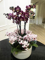 Orchid on glass table