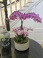 Orchid on glass table