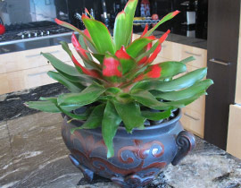 Tropical Rainforest Bromeliad