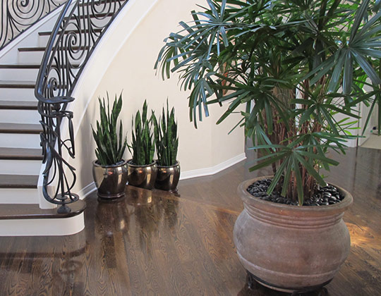 Raphis Palm
